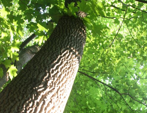 2020 Predictions That Have Come True